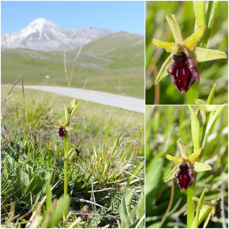 Il Gran Sasso e le orchidee - il mio omaggio al Gigante dellAppennino.